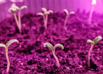 Forskere utvikler kunstig plante som kan produsere strøm og forbedre luftkvaliteten