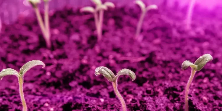 Forskere utvikler kunstig plante som kan produsere strøm og forbedre luftkvaliteten